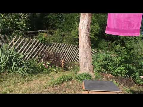 Wein anbinden jeder Meter zählt 😂😂😂