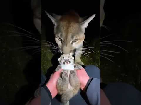 Ten kotek został z tymi pumami... #kot  #historia  #zwierzaki #animals #helping #puma