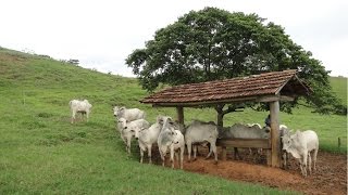 Miniatura do vídeo
