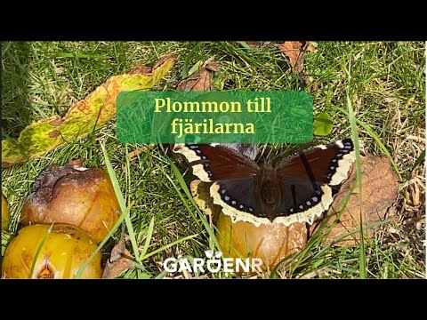 Plums for the butterflies - Gardenhacks by GardenR