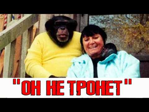"Милый" шимпанзе озверел
