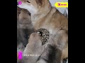 В Иркутской зоогалерее собака вскормила малыша-леопарда