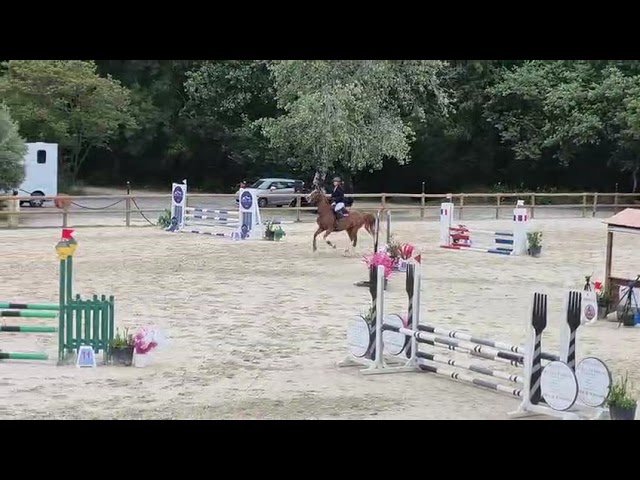 Jument KWPN 6 ans