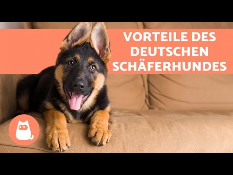 VORTEILE DEUTSCHER SCHÄFERHUNDE 🐕❤️ (die 6 wichtigsten Gründe für eine Adoption)