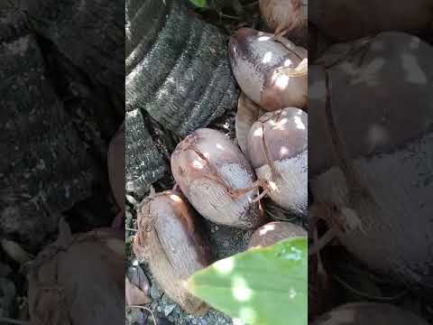 Bonsae kelapa mini🌴🌴🌴