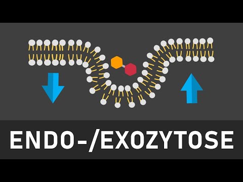Endo und Exozytose einfach erklärt | Phagozytose, Pinozytose, konstitutive und stimulierte Exozytose