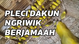 Download lagu PLECI DAKUN NGRIWIK BERJAMAAH mp3 Download lagu PLECI DAKUN NGRIWIK BERJAMAAH mp3