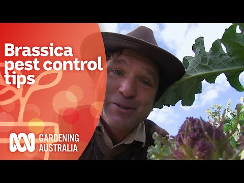 Preparing Brassicas for spring and pest prevention tips | Pest Control | Gardening Australia