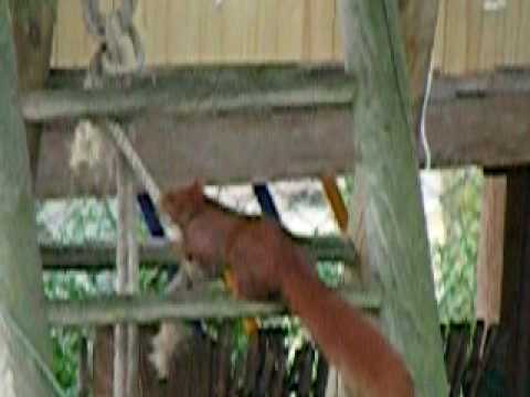 Ein freches Eichhoernchen such Material zum Kobelbau.