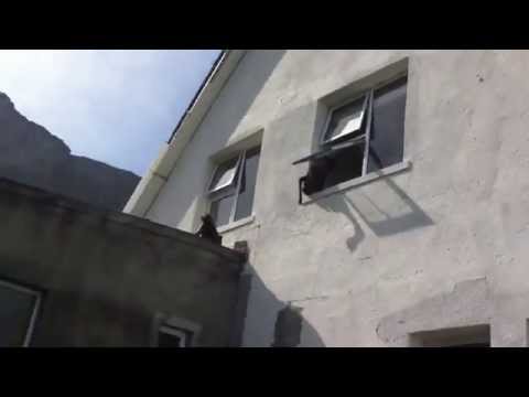 baboons invading a house in South Africa