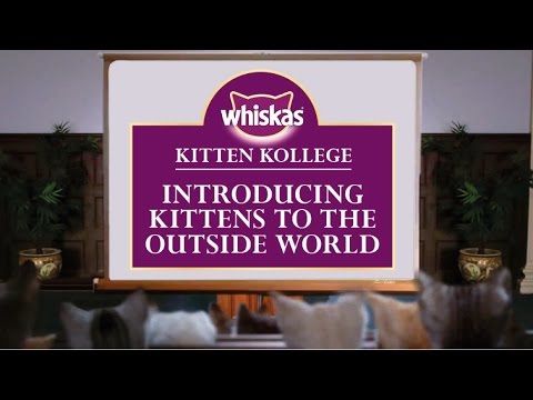 Letting Kittens Go Outside : Kitten Kollege