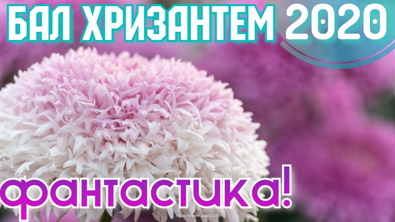 Крым. Ялта - рекордный бал хризантем! Цветочный бум в ноябре! Никитский Ботанический сад