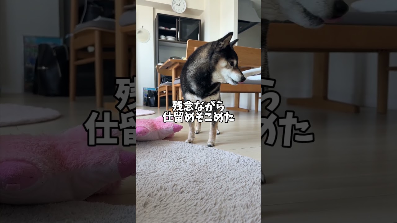 黒柴が実践！柴犬の世界はこう勝ち残れ！