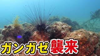 漁礁にガンガゼの群れと幻のイセエビが襲来！なんか凄いことに