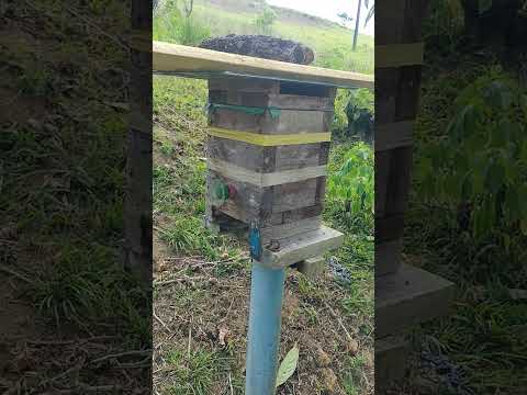 #abelhas #jataí #vidanaroça #bonito #pernambuco