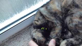 wake up kitty its dinner time