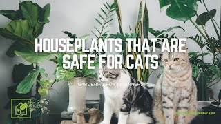 Houseplants That are Safe for Cats