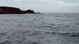 preview picture of video 'Dolphins off Portnahaven on Islay'