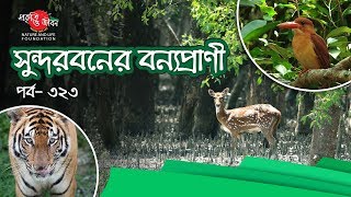সুন্দরবনের বন্যপ্রাণী (Wildlife of The Sundarbans)_POJF_EP-323