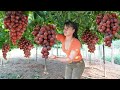 Harvesting Grapes Goes To Countryside Market Sell - Animals care, Harvest and preserve onions