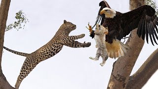 OMG! Giant Eagle Hunt Leopard Cub When Mother Leopard Climbing Tree Attack Monkey - Leopard vs Eagle