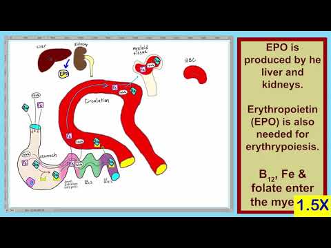 Blood L28   Anemia 02 150X