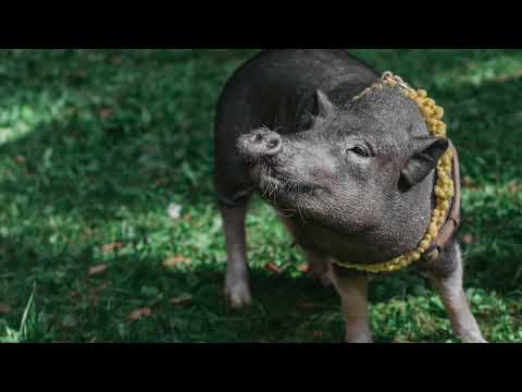 Pig Squeal Sound: SOUND EFFECT