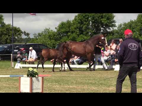 Holsteiner Fohlenschau Föhr 2022 | HF | Crack x Casall x Quarz | St. 7020 | Heiko Clausen