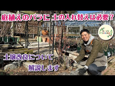 バラを正しく植える 庭の練習