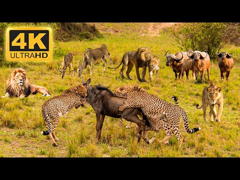 4K African Wildlife: Chobe National Park, Botswana - Scenic Wildlife Film With Calming Music