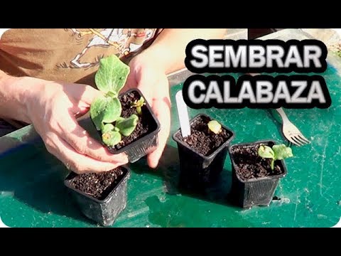 , title : '👉 Como Y Cuando Sembrar Calabazas ⭐️ Consejos Y Trucos ⭐️ El Semillero | La Huertina De Toni'