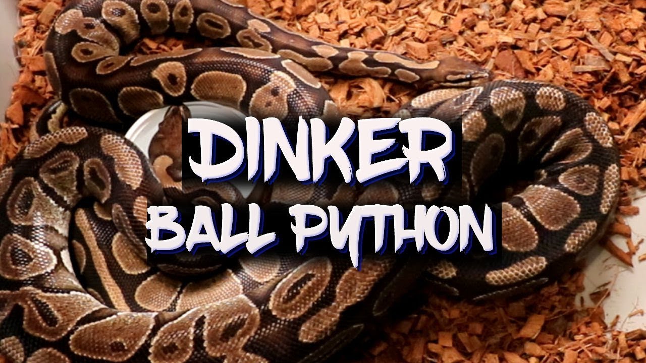 The mysterious 'Dinker' ball python!