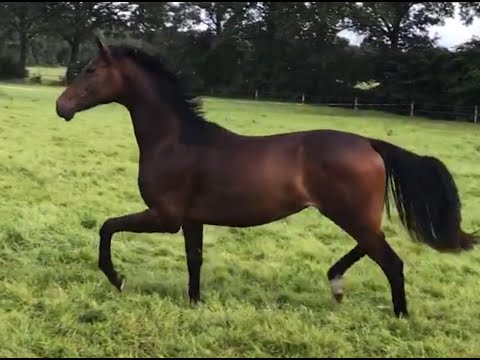 *2019 Stute v. For Romance