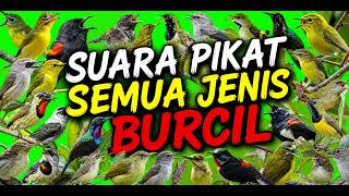 Download lagu SUARA PIKAT SEMUA JENIS BURCIL PALING AMPUH || SUARA PIKAT TERBARU PALING AMPUHHH 2026!!!!!!!!!!!! mp3
