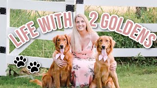 Day In The Life with 2 Golden Retrievers as a Working Dog Mom | DITL