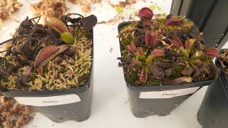How to Know When To Repot Venus flytraps and What to Expect