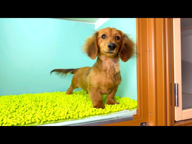 (子犬) 犬種：ダックスフンド・ミニチュア・ロング 女の子 ブリーダー マロニエケンネル　MARRONNIER KENNEL k3749の画像