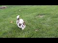 Shih Tzu dogs for sale: Chilly - Video 1