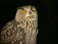 Wildlife At Night חיות בלילה