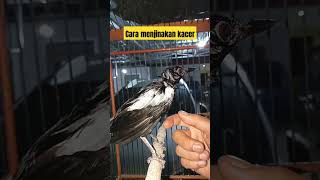 Download lagu How to bathe a Kacer so it becomes tame quickly #shorts mp3