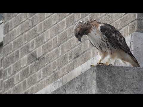 Red-tailed Hawk "Arthur", 2/23/2019 (HD)