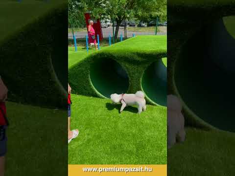 Kutyafuttató az Újlak utcában