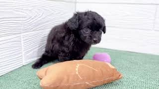 ハーフ犬の動画01