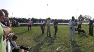 preview picture of video 'Rottweiler ITALIAN KLUBSIEGER 2012 - Campionato di Bellezza - Ring, Giudizio - Cascina Dal Pozzo'