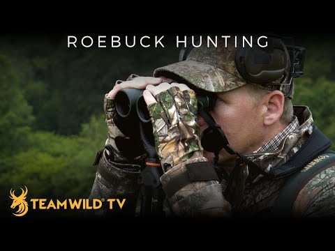Roebuck Hunting in Cornwall