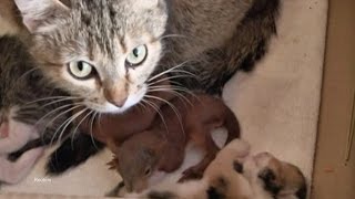 Ukrainian Cat Adopts Two Abandoned Baby Squirrels