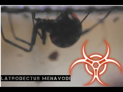 Latrodectus menavodi - przekładanie + OPIS