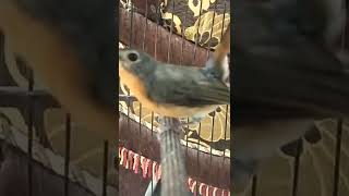 Download lagu Betina Birahi hasil breeding sendiri... Persiapan masuk kandang produksi mp3 Download lagu Betina Birahi hasil breeding sendiri... Persiapan masuk kandang produksi mp3