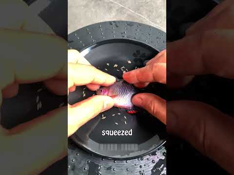 This Is How Siamese Fighting Fish Are Bred!