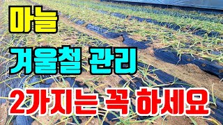 마늘 겨울철관리 2가지만 하면 내년에 마늘이 잘됩니다.